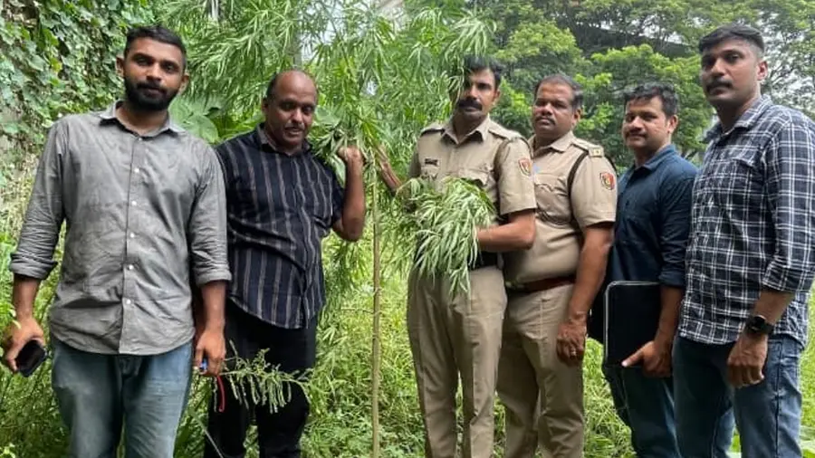 Nilambur ganja