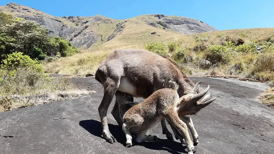 Nilgiri Tahr Eravikulam National Park