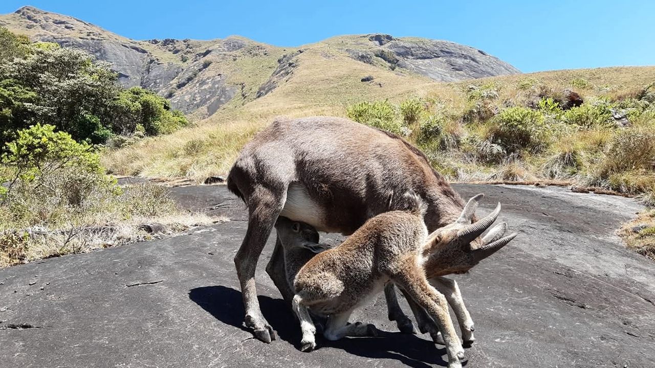 Nilgiri Tahr Eravikulam National Park