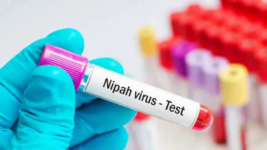 Nipah.jpg