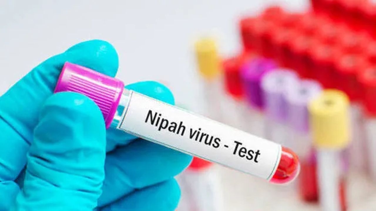 Nipah.jpg