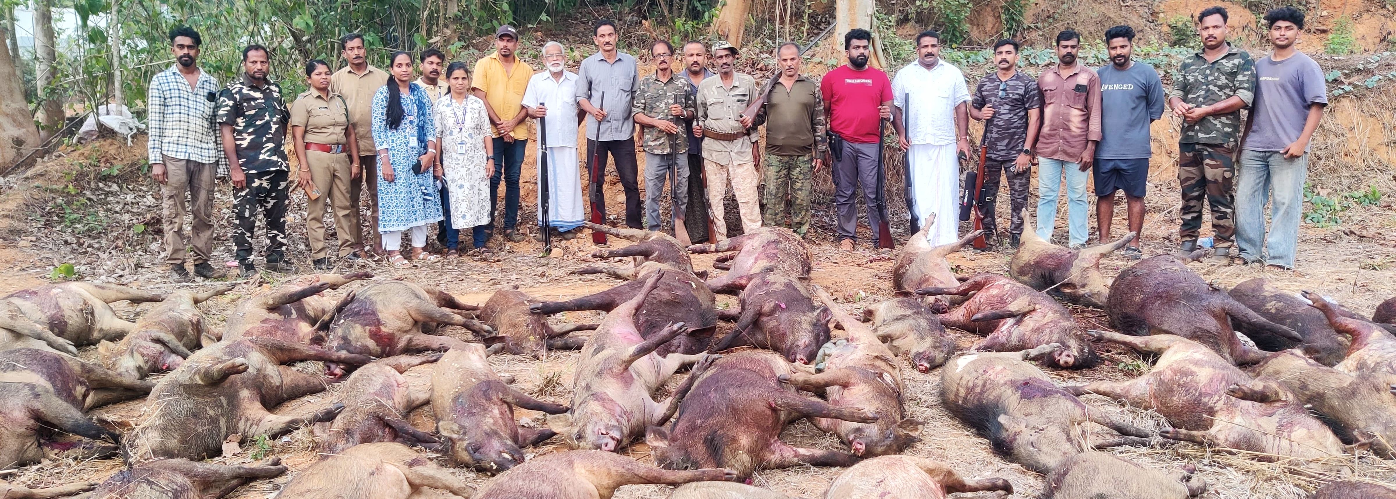 ഒറ്റപ്പാലം നഗരസഭയിലെ വിവിധ പ്രദേശങ്ങളിൽനിന്ന്  അംഗീകൃത ഷൂട്ടർമാർ കൊന്നൊടുക്കിയ കാട്ടുപന്നികൾ