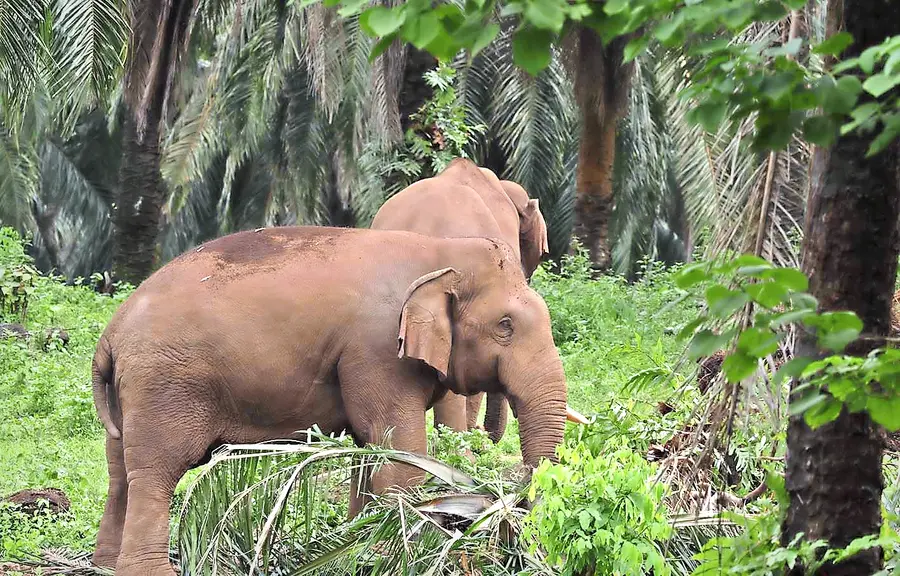 കാട്ടാന