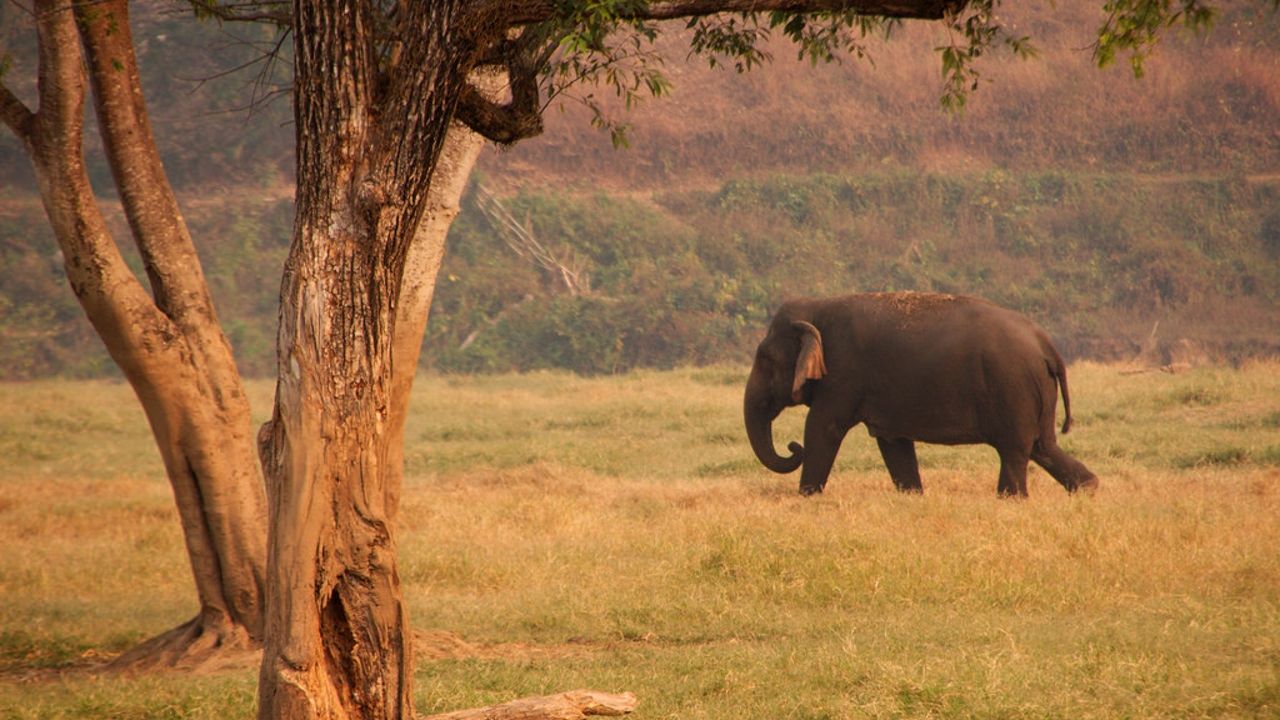 Odisha.jpg