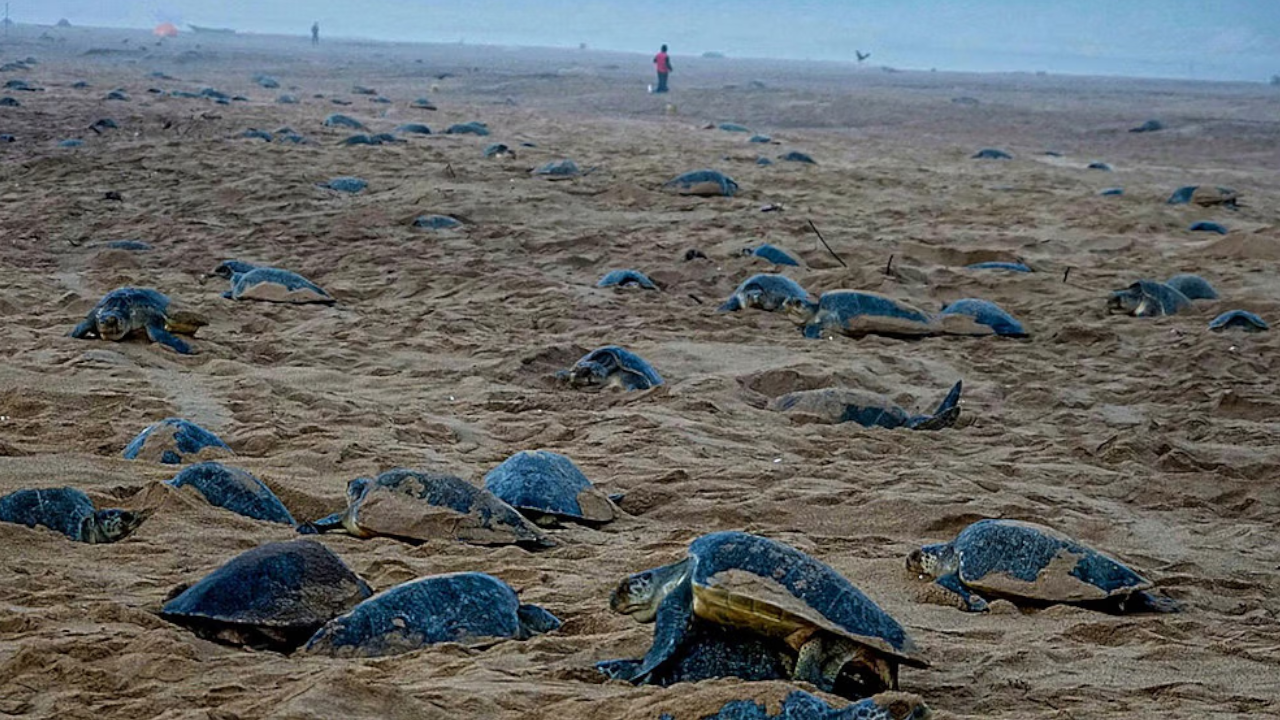 Olive Ridley Turtle
