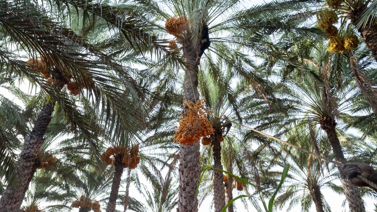 Oman date harvest