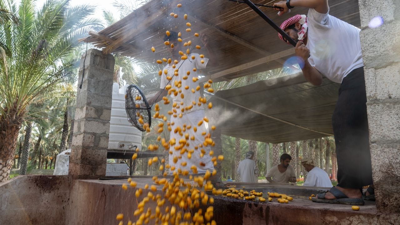 Oman date harvest