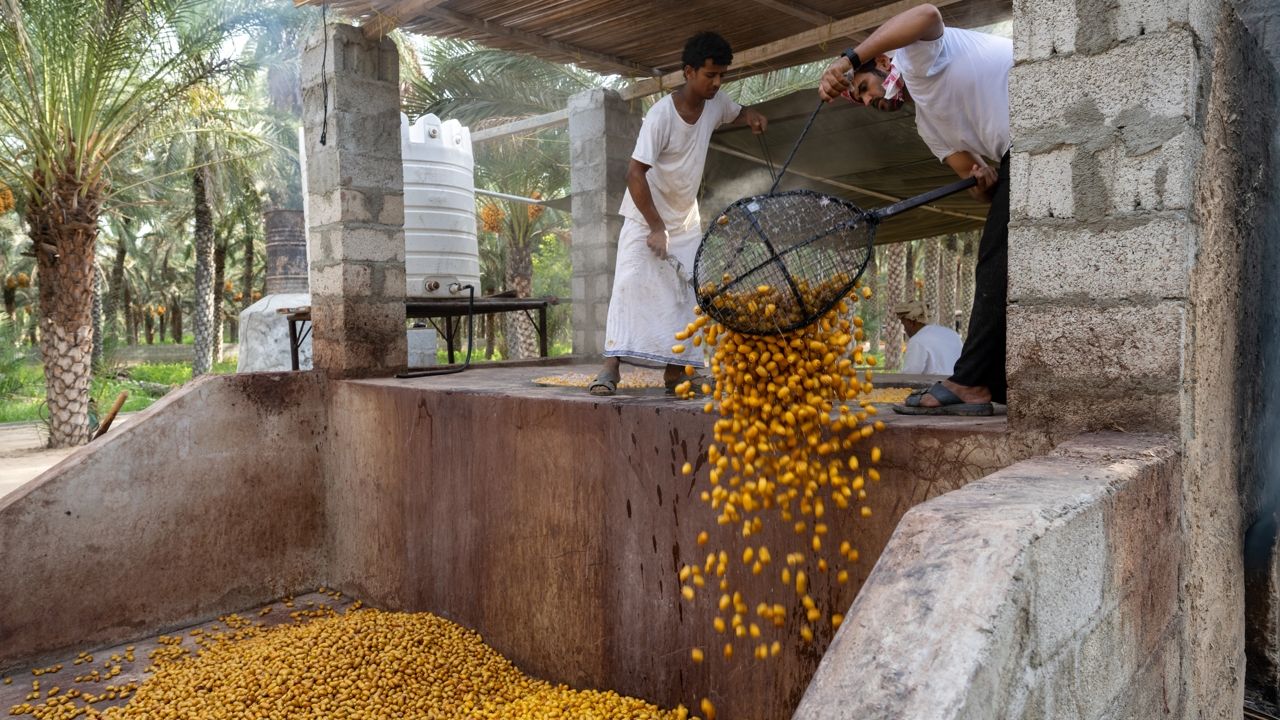 Oman date harvest