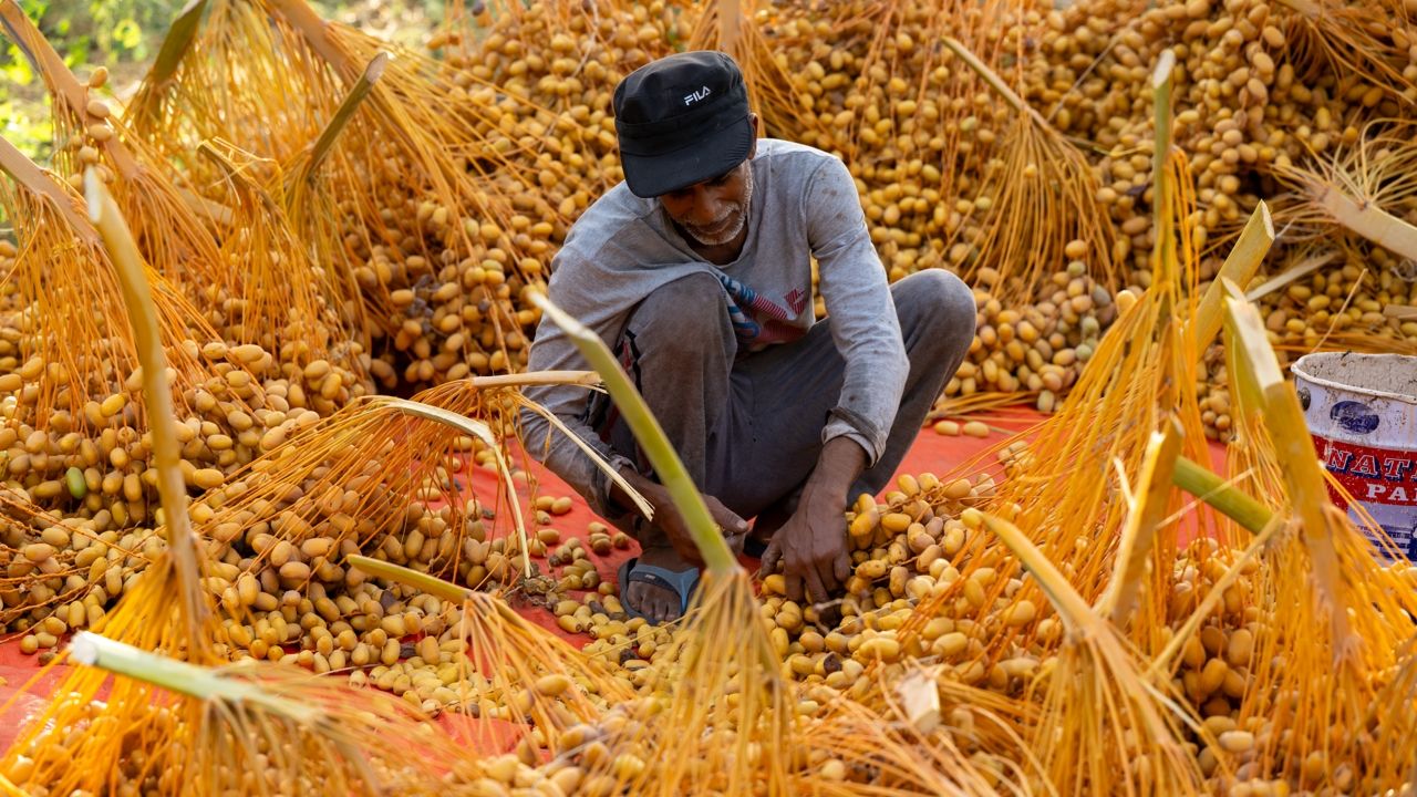 Oman date harvest