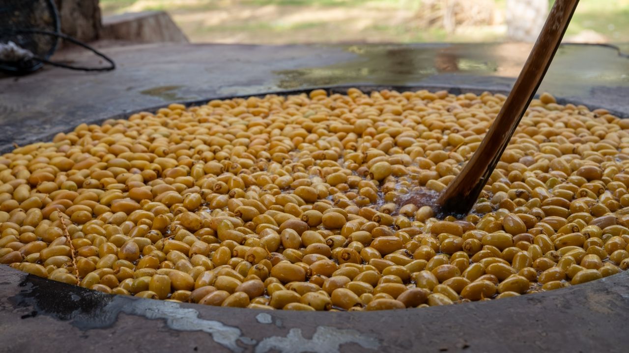 Oman date harvest