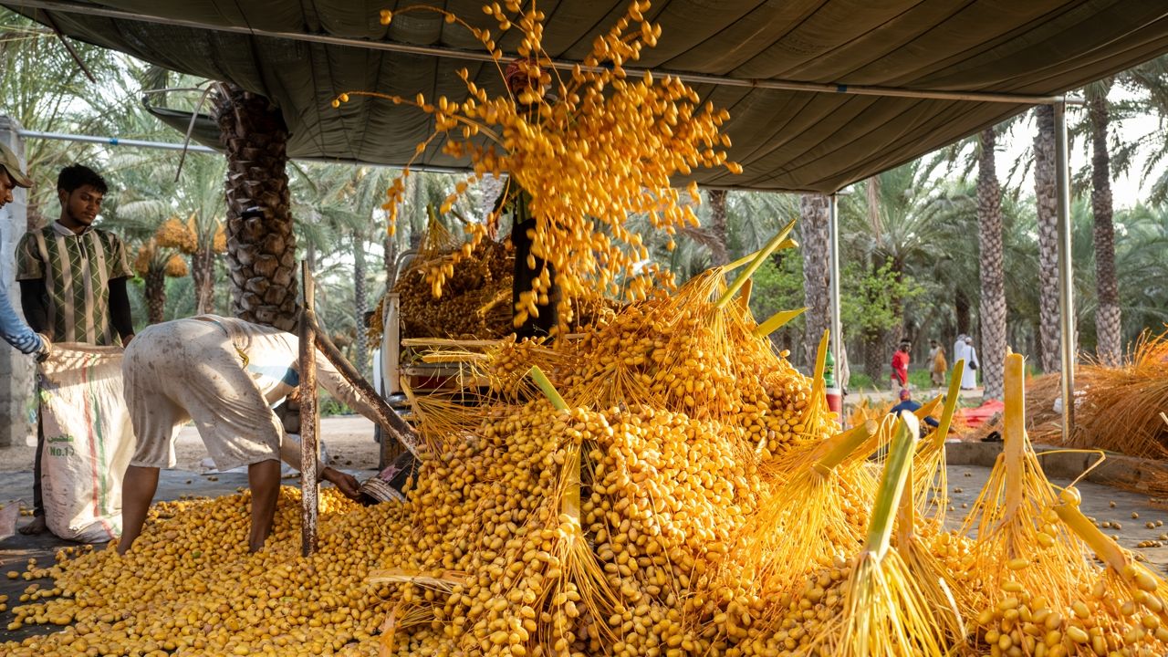 Oman date harvest