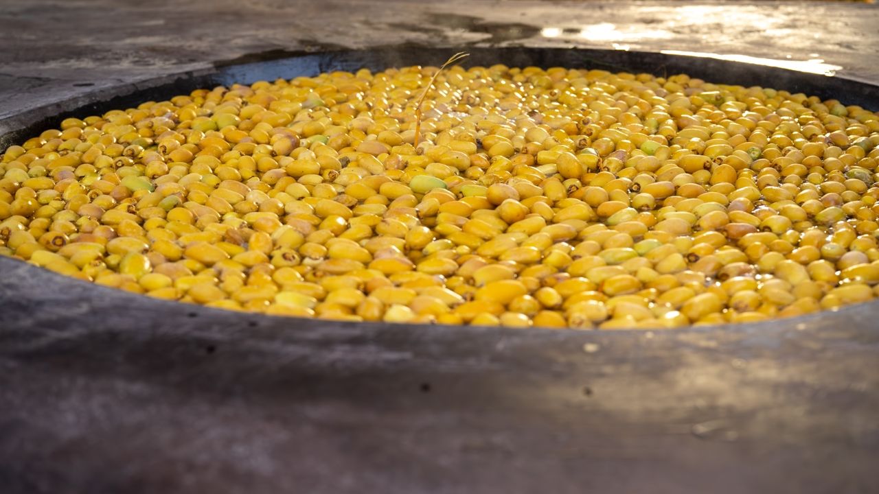 Oman date harvest