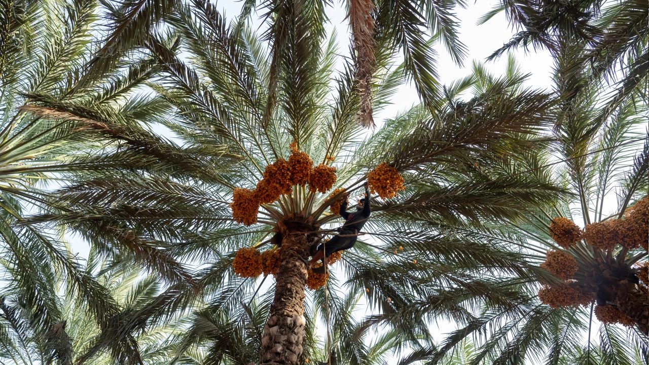 Oman date harvest