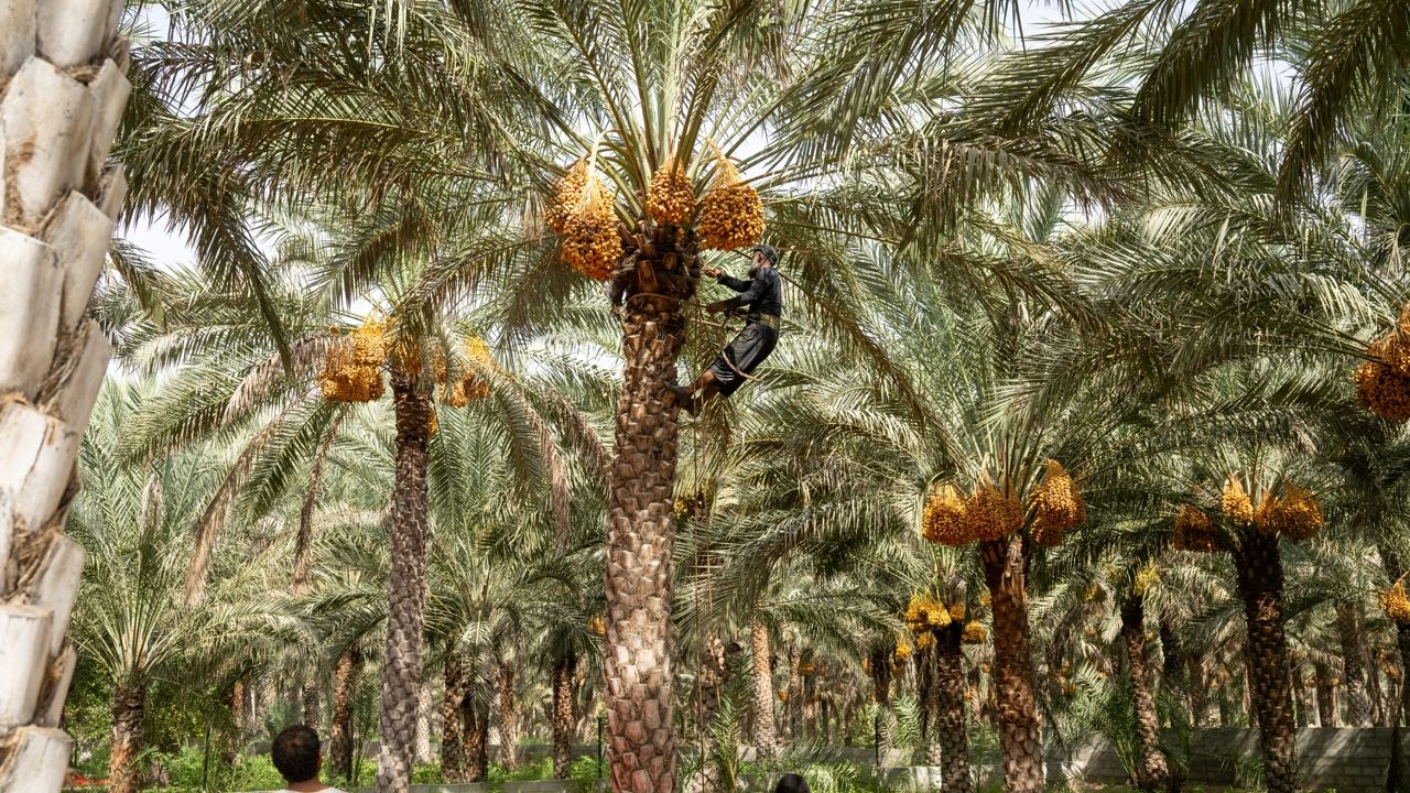 Oman date harvest