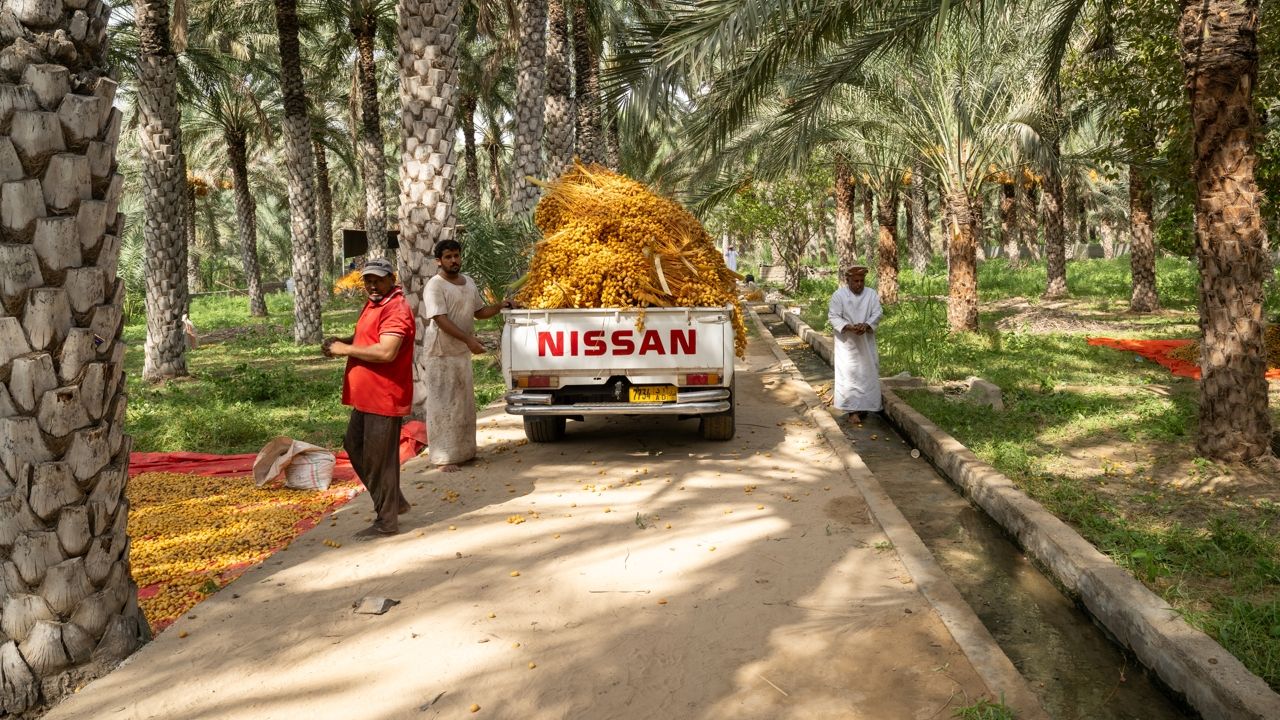 Oman date harvest