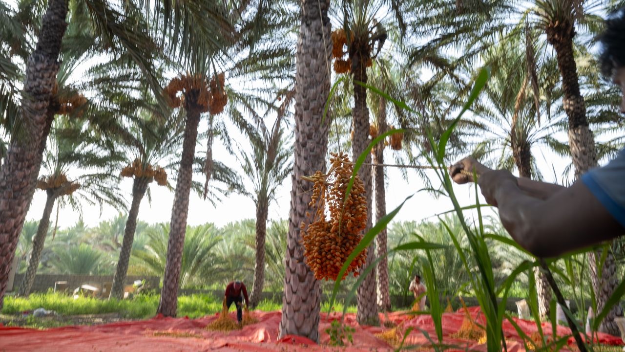 Oman date harvest