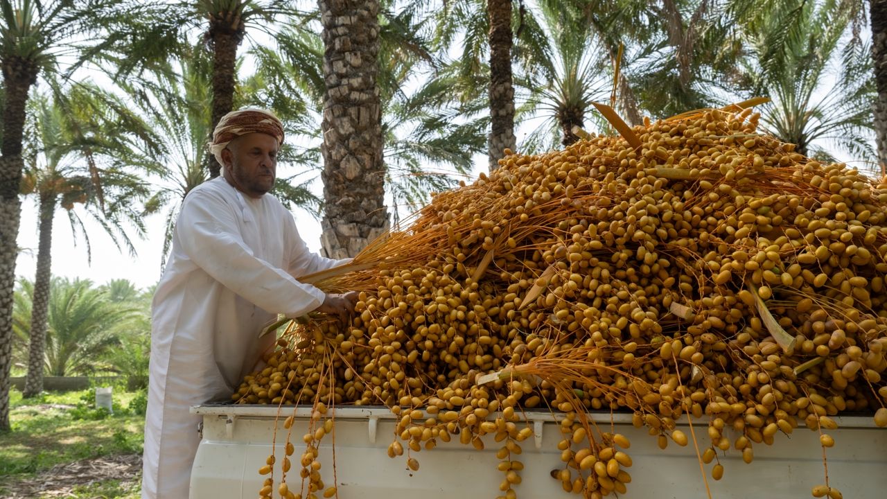 Oman date harvest