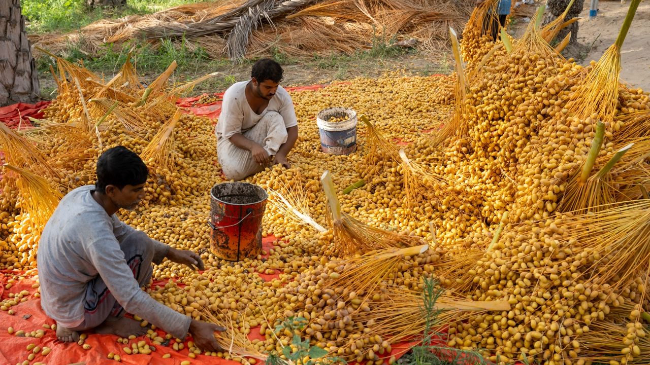 Oman date harvest