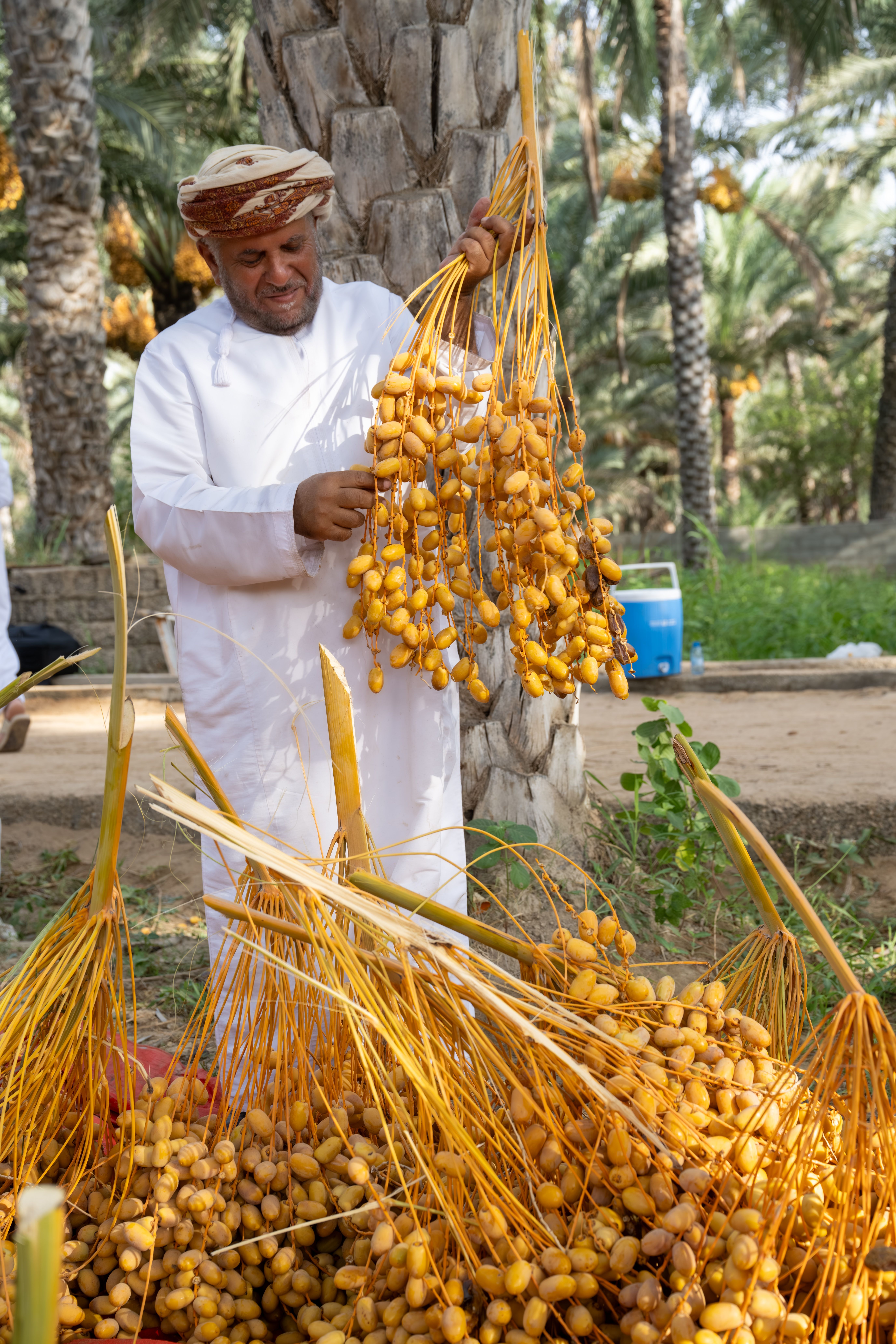 Oman date harvest