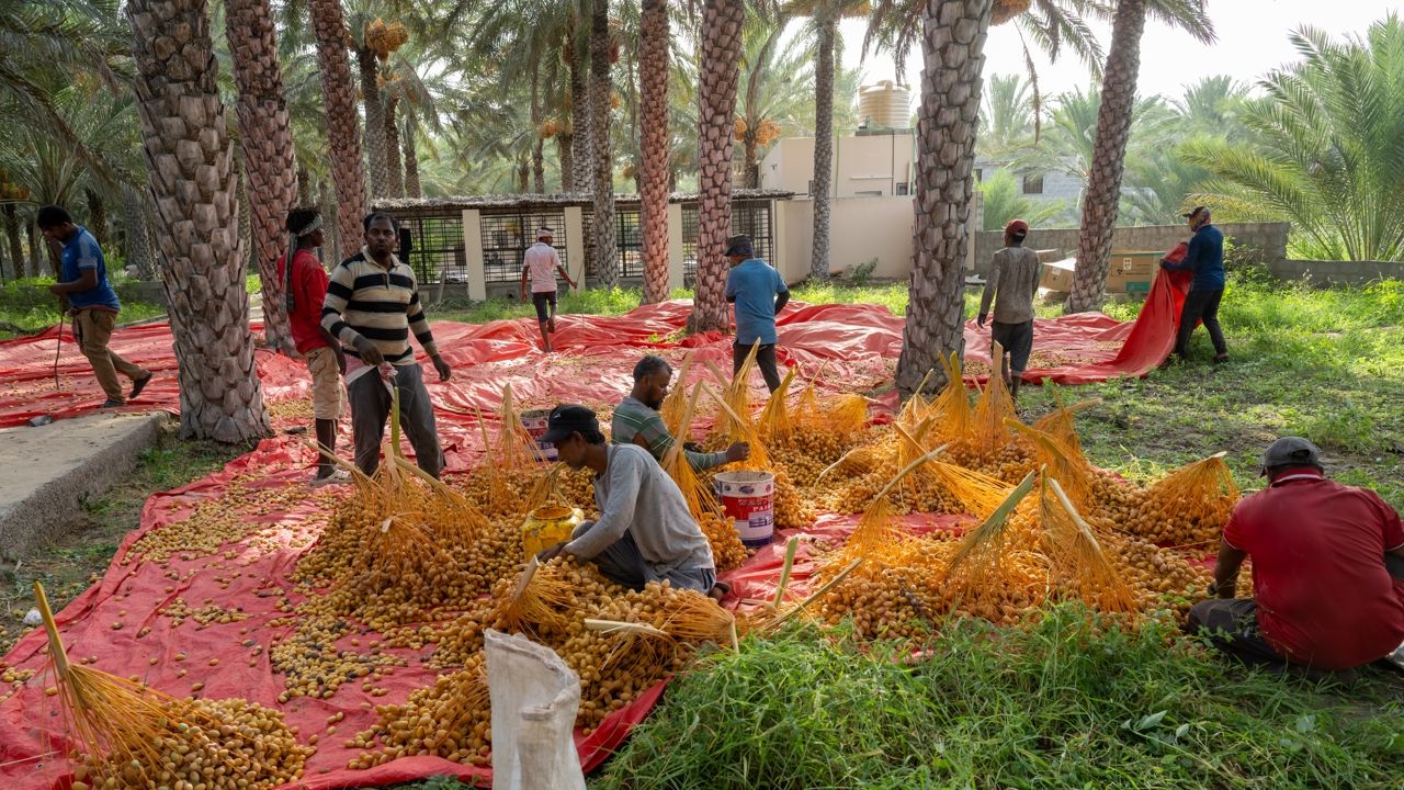 Oman date harvest
