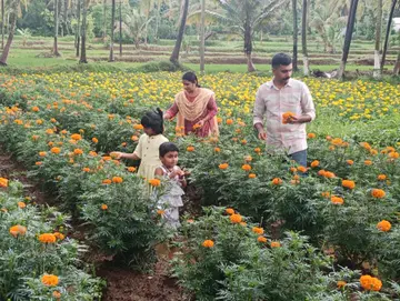 ചിറ്റൂർ വാക്കോടിലെ ചെണ്ടുമല്ലി കൃഷിയിടത്തിൽ രാഹുലും ശിശിരയും