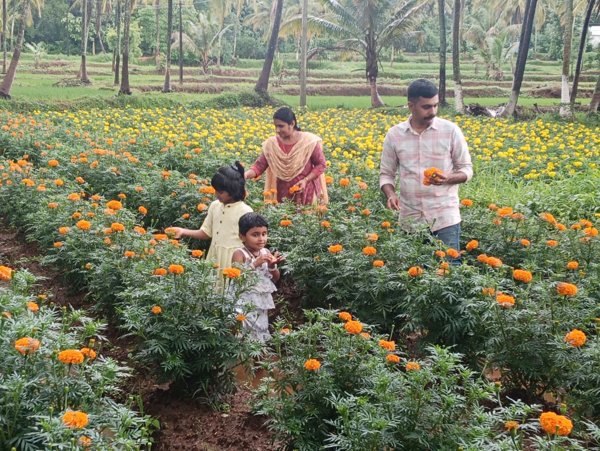 ചിറ്റൂർ വാക്കോടിലെ ചെണ്ടുമല്ലി കൃഷിയിടത്തിൽ രാഹുലും ശിശിരയും