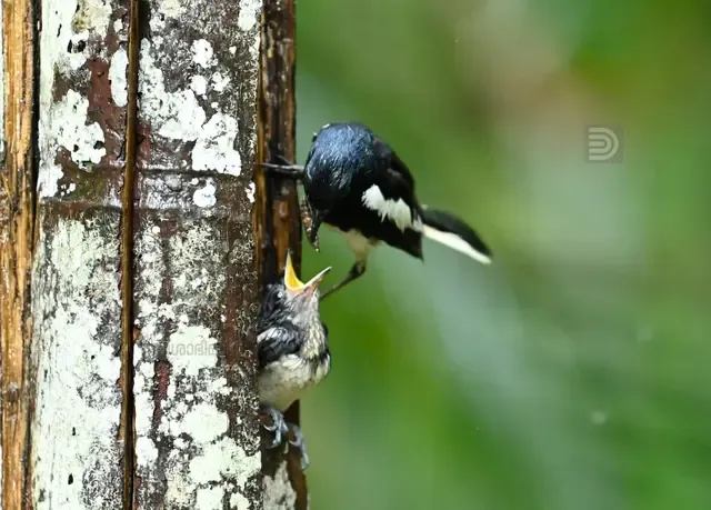 Oriental Magpie 10.jpg