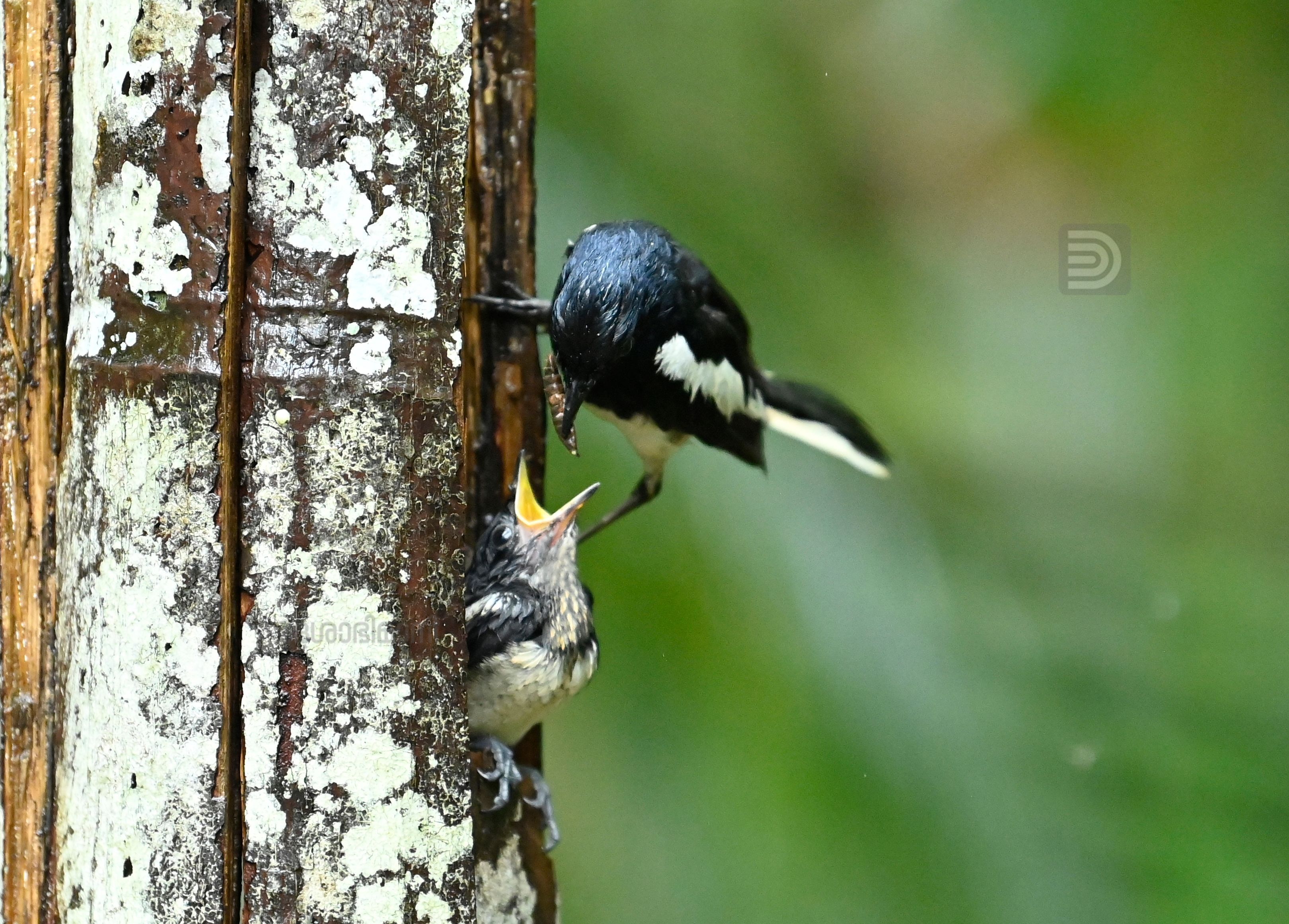 Oriental Magpie 10.jpg