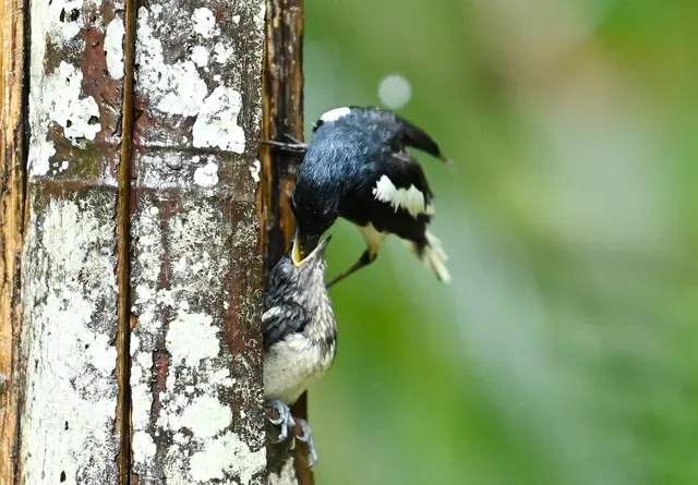 Oriental Magpie 11.jpg