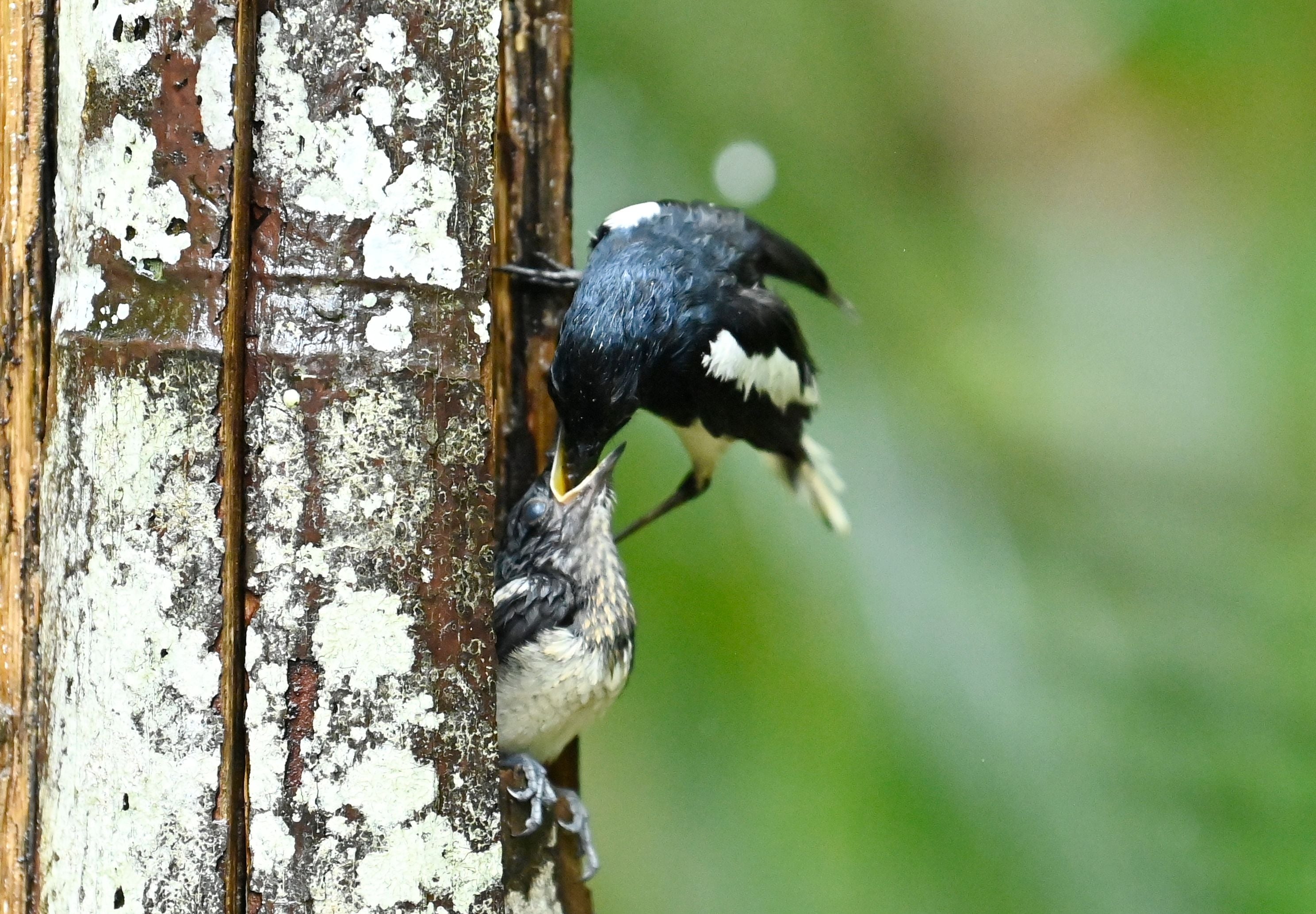 Oriental Magpie 11.jpg