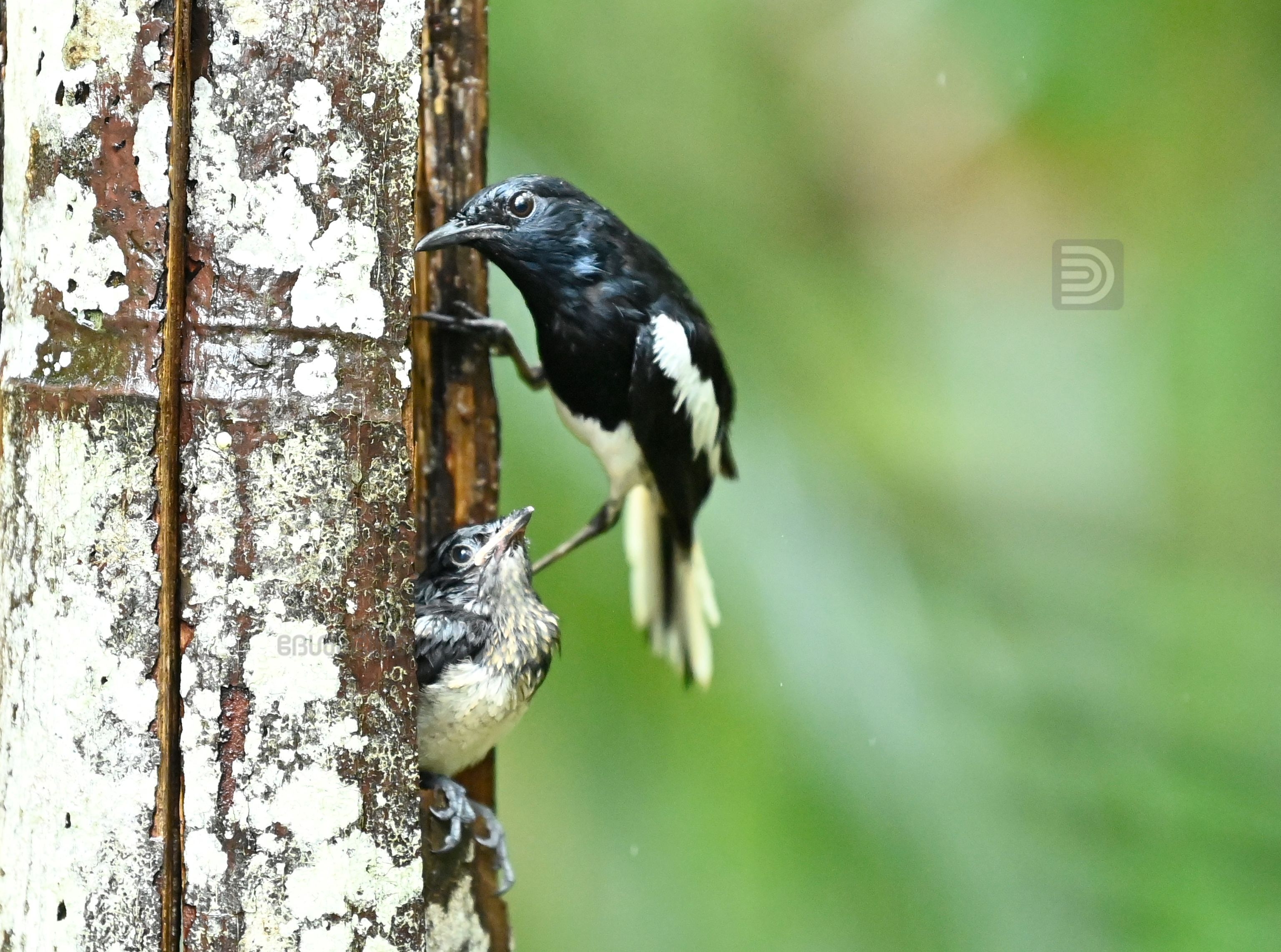 Oriental Magpie 12.jpg