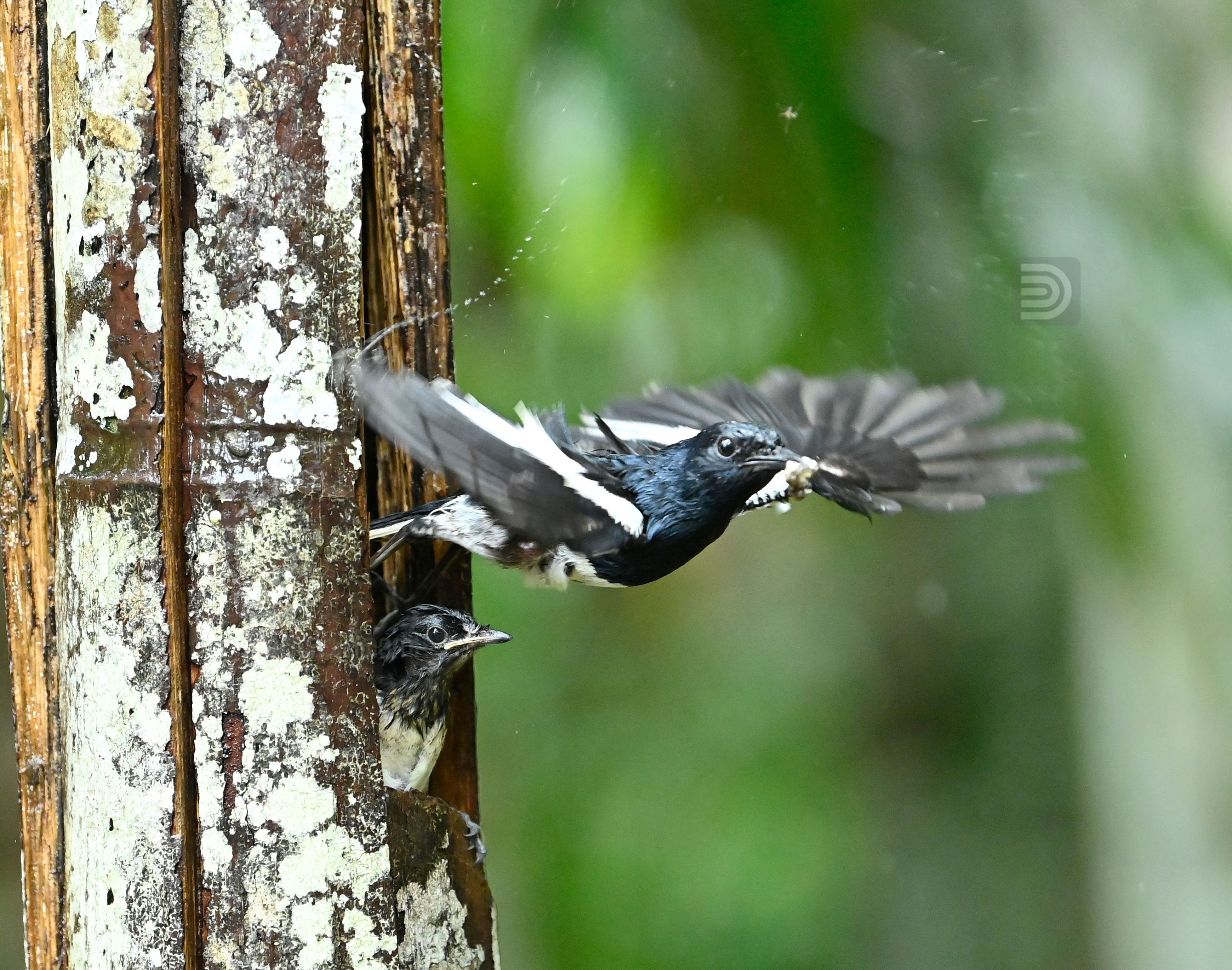 Oriental Magpie 13.jpg