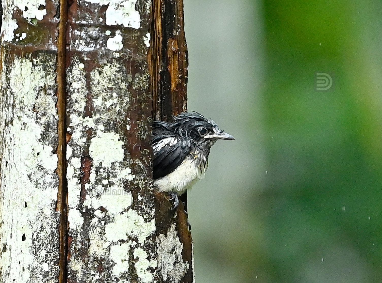 Oriental Magpie 2.jpg