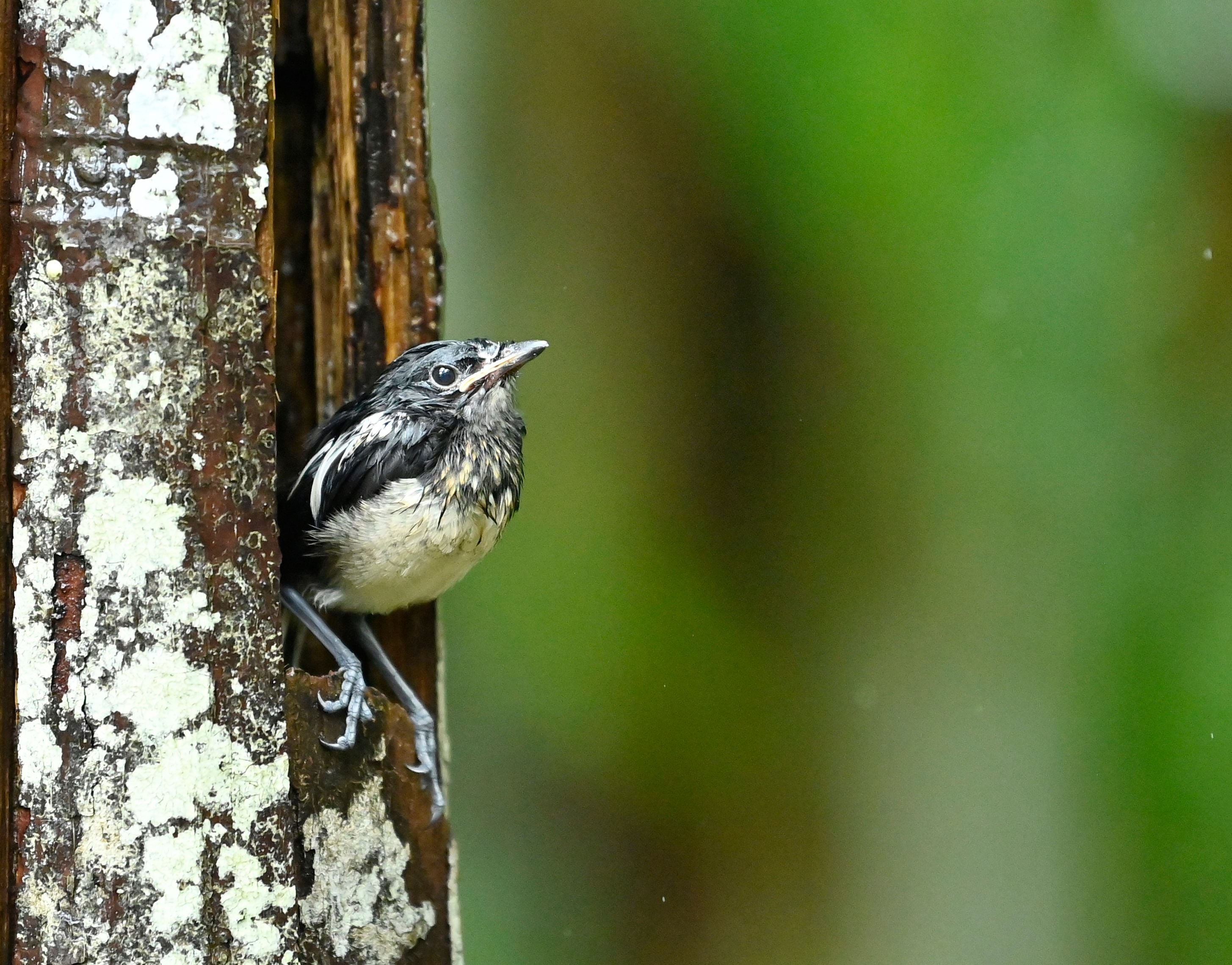 Oriental Magpie 3.jpg