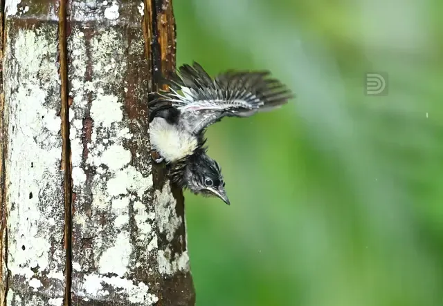 Oriental Magpie 6.jpg