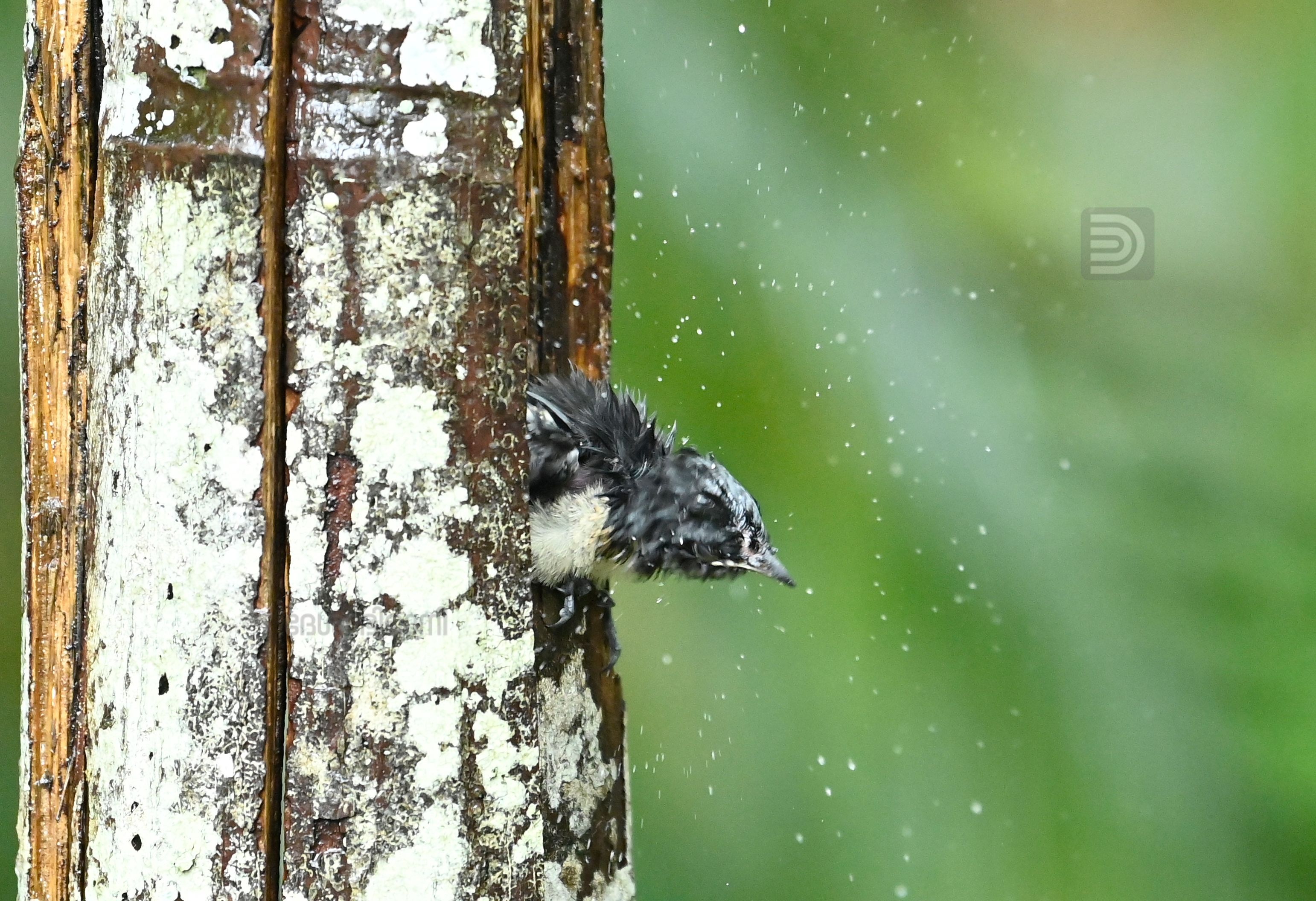 Oriental Magpie 7.jpg