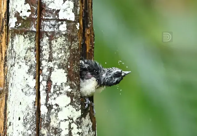 Oriental Magpie 8.jpg