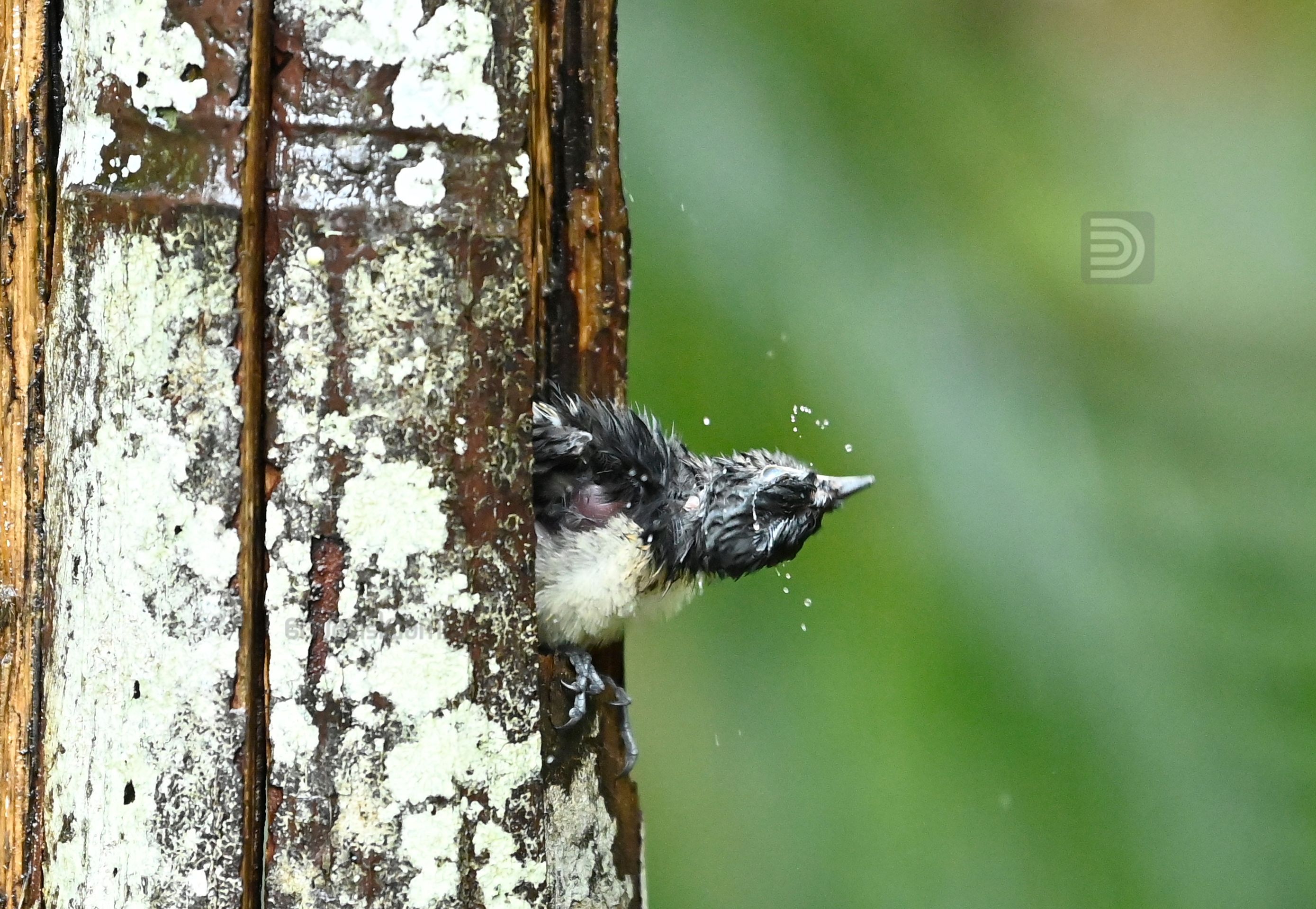 Oriental Magpie 8.jpg