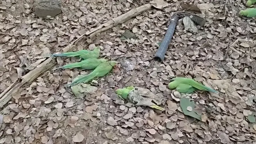 PARROT DEATH