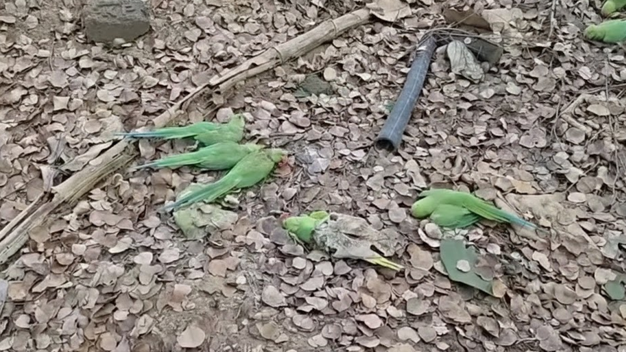 PARROT DEATH