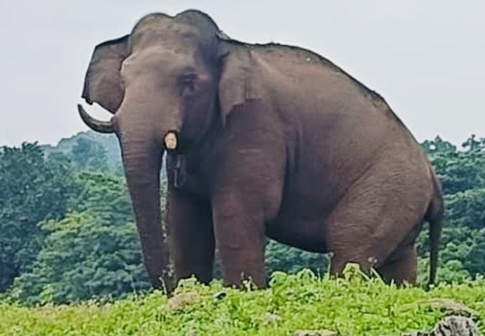 കണ്ണിന് ചികിത്സ നൽകി റേഡിയോ കോളർ ധരിപ്പിച്ച് കാട്ടിലേക്ക് വിട്ട ചുരുളിക്കൊമ്പൻ (പി ടി–5) മലമ്പുഴ മാന്തുരുത്തിയിൽ എത്തിയപ്പോൾ