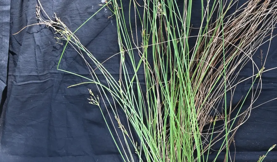 PLANT .png