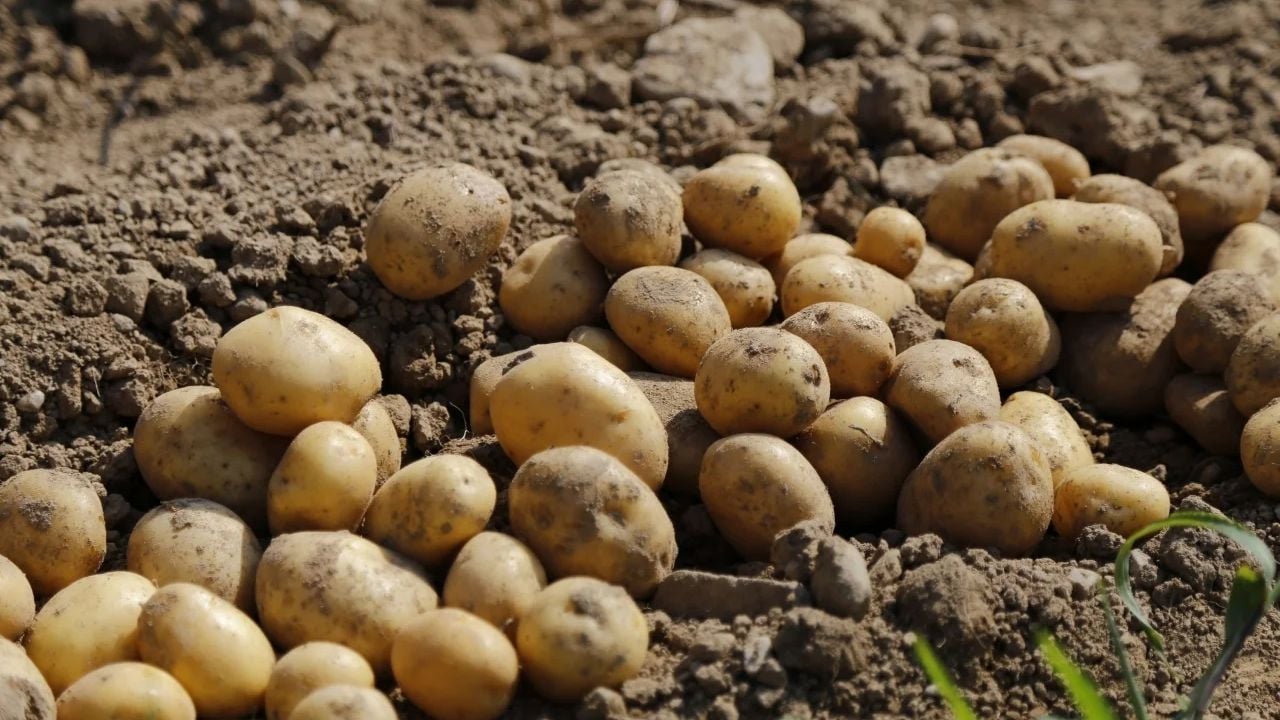 POTATO