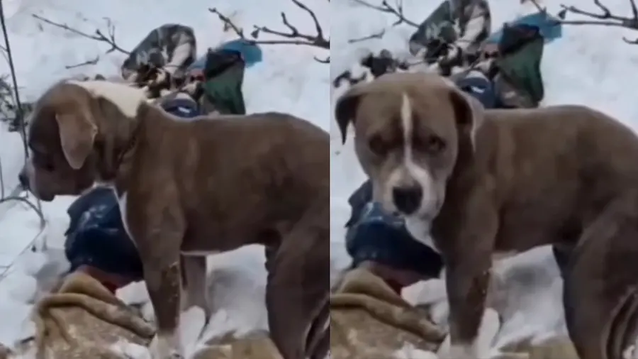 pitbull