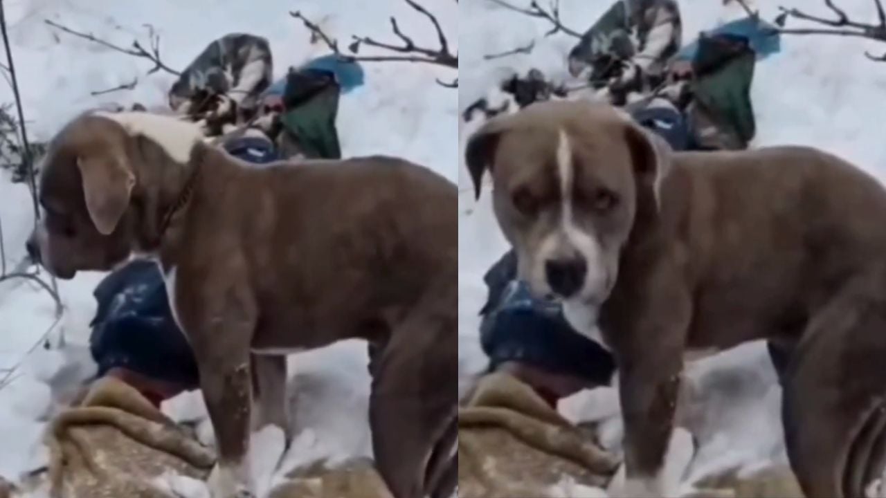 pitbull