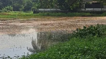 Paddy Field