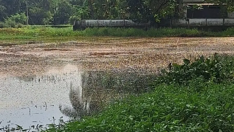 Paddy Field