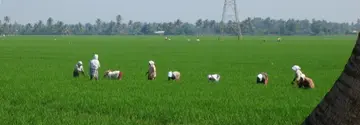 തരിശുരഹിത ഗ്രാമം