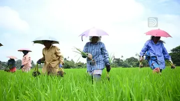 Paddy farmers