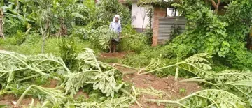 കോവൂർ അരിനല്ലുർ നെടുതറയിൽ സോമൻ്റെ തോട്ടത്തിലെ ചേന കൃഷി കാട്ടുപനികൾ നശിപ്പിച്ച നിലയിൽ